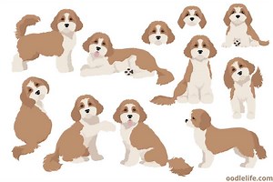 How To Draw A Cavapoo Puppy (Steps And Video) - OodleLife®