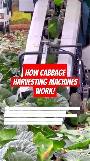 Modern Cabbage Harvesting Machine