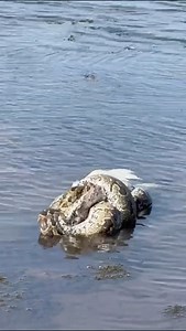 516K views · 1.5K reactions | WATCH: A Southern African python measuring just under four metres was captured eating a fully grown goose on a farm in Oribi Gorge on the KZN South Coast. ⬆️ Go to www.southcoastherald.co.za for the full story   by Leonie Flanagan . #python #goose #nature #oribigorge #videooftheday #footage #photosoftheday #reptile #snake | South Coast Herald | Facebook