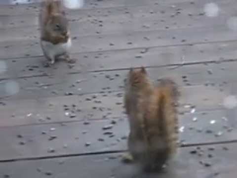 Squirrel Fight!!