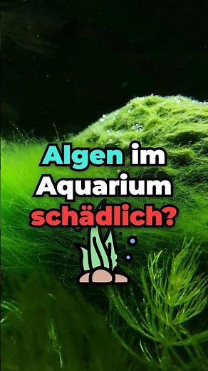 🌿What you should know about algae in the aquarium🐠 #aquarium #fishtank #fishtankadvice #algae