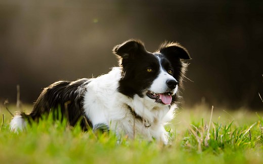 Border Collie Progression: Growth Chart, Milestones, and Training Tips