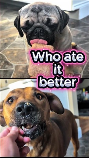 Pug VS Big Dog - Popsicle Eating Styles
