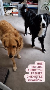 Tout juste arrivé, forcément Udson a voulu faire connaissance avec les chats. 🤪 Mais il était trop brusque alors systématiquement il se fesait feuler dessus. Heureusement il avait ce code et ne bougeait plus. Mais police Nala est arriver et lui a montrer comment s'y prendre. (C'est peut être pas vrai mais moi j'adore croire qu'elle lui apprend). En tout cas Udson a pu dire bonjour au chat ! 🥳 Vous en pensez quoi vous ? Nala lui a appris quelques chose ? Ou simple coïncidence ? 🤔 . . . . . #ch