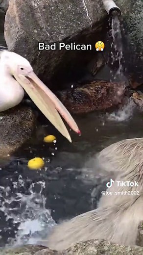 #capybara #pelicans #capybaratiktok #capy | Capybara