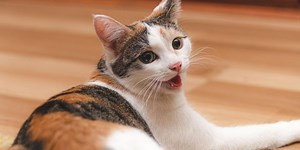 Understanding the 3 Types of Heavy Breathing in Cats - Cats.com