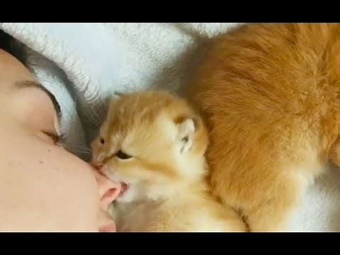 Kitten Wants To Eat My Nose! | Adorable & Funny Kitten Videos