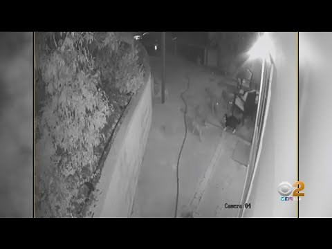 Caught On Camera: Cat Fights Off Three Coyotes