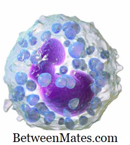 Unterschied zwischen Basophil und Eosinophil | Basophil vs Eosinophil - Wissenschaft & Natur 2026