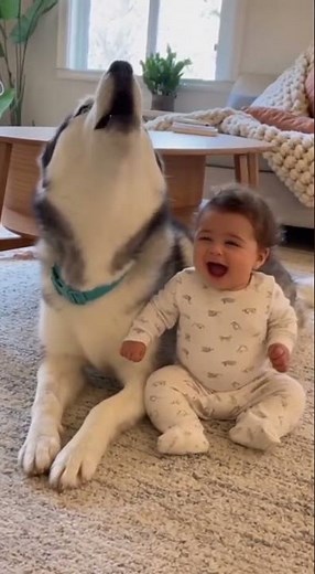 Baby and Husky Howling Together – Cutest Duo Ever! 🐶👶💕