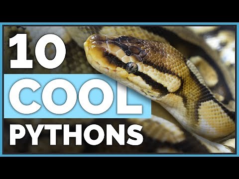 Meet My 10 Coolest Ball Pythons & Their Morphs!