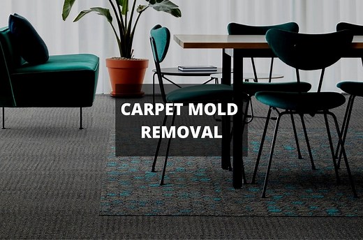 How To Remove Mold From Carpet With Vinegar | Mold Remediation