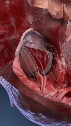 Inside your heart: see how it moves in 3D #3danatomy