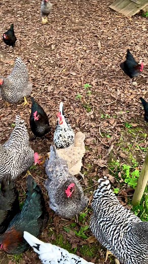 Hühnerrassen im Fokus: Marans, Leghorn und mehr
