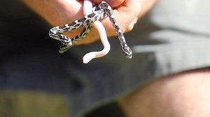 Ssssooo cute 🐍 Meet the Reptile sections newest addititions - baby corn snakes! The keepers have already fallen in love and there is even a rare albino in the clutch! | Australian Reptile Park