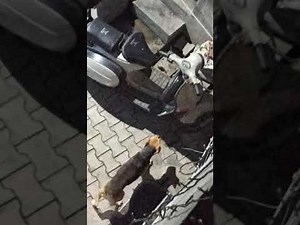 Dogs and cat real street fight (not for kids plz)