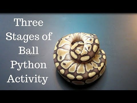 The Three Stages of Ball Python Activity - Benjamin's Exotics