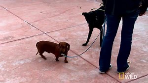 295K views · 498 shares | This week on the season finale of "Cesar 911," I help people and dogs with dog park challenges. Here's a sneak preview of one of the cases. Be sure to watch Friday at 9:00 p.m. E/P on Nat Geo WILD! | Cesar Millan | Facebook