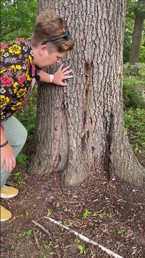 Tree Care: Wounds at the Base of a Tree Trunk