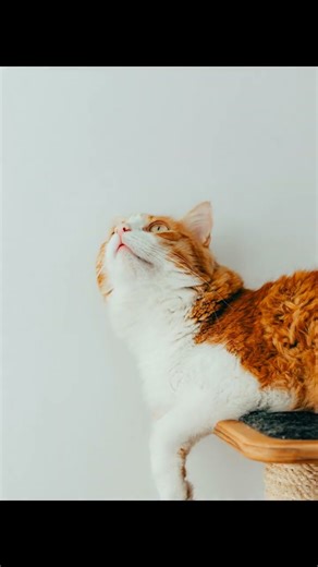 Unlocking the Mystery of Cat Trills: What Are They Saying?