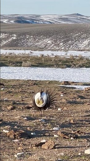 Grouse mating season