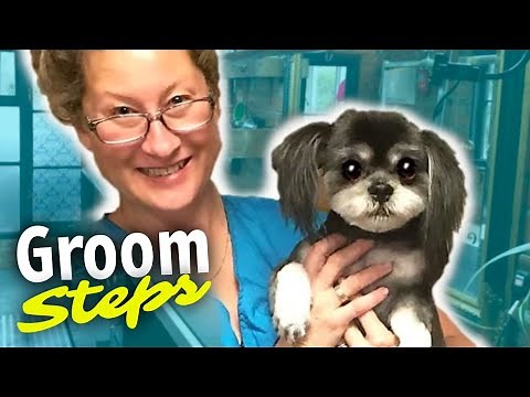Dog Grooming Steps-How to Groom a Dog from Start to Finish (give your dog a haircut)