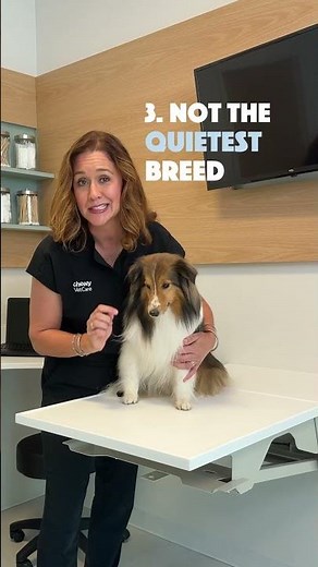 *searches adoptable Shetland Sheepdogs near me.