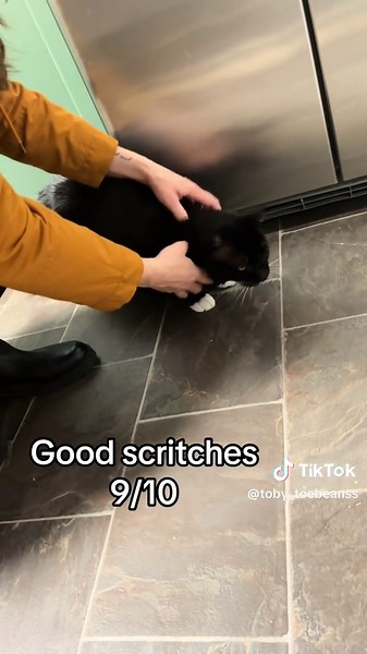 Dry food is a necessary evil | cat