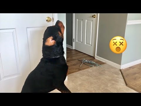 Rottweiler Howling, no challenge needed! |15
