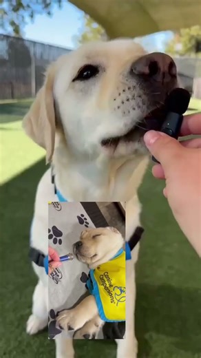 Service dogs answer tiny mic questions 🎤🐕‍🦺 | Canine Companions #shorts #servicedogs #dog