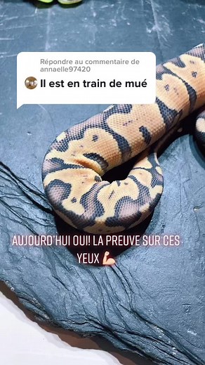 Ball Python Care and Handling Tips