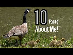 10 Amazing Facts About The Canadian Goose