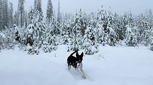 Fresh snow this morning at Lolo Pass on the Montana/Idaho state line… More on the way for tomorrow! ❄️ NBCMontana.com/weather | NBC Montana