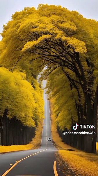 Exploring Yellow Spring Road, Japan's Hidden Gems