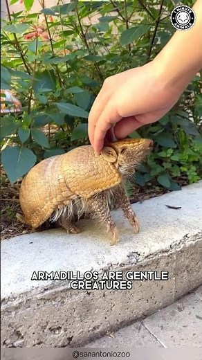 Armadillo 🦔 Rolls Into a Ball for Survival!
