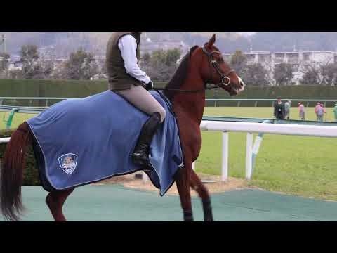 返し馬に行きたがる？ アフリカンゴールド① 【 シロニイ×アフゴのパドックは説明へ】