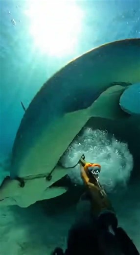 Alien of the deep! A tense encounter with a Hammerhead shark.🔨🦈🤿