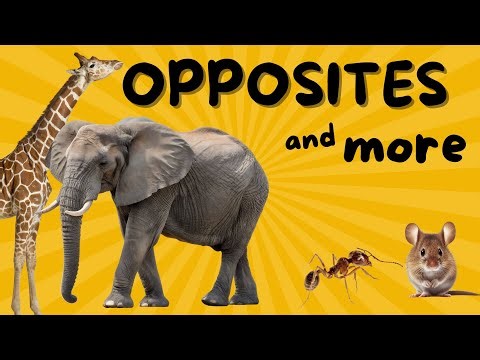 Opposites, Synonyms, and Word Fun for Kids! | Learning Video for Kids