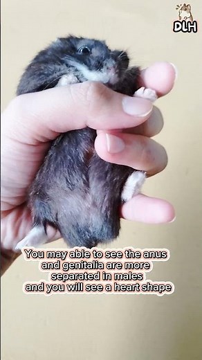 Hamster Gender Guide: Distinguishing Male and Female Hamsters #hamstershortvideo