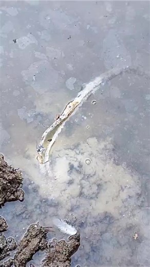 Hazards of Exposed Electricity Cables in Water