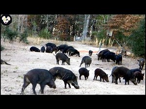 Why American Farmers Don't Use Wild Boar Meat - How To Deal With Wild Boars