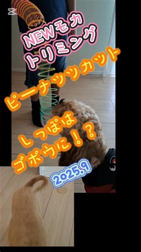 トリミング！NEWモカ☆しっぽがゴボウに！？(2025.9) #コッカープー #cockapoo #ピーナッツカット #トリミング