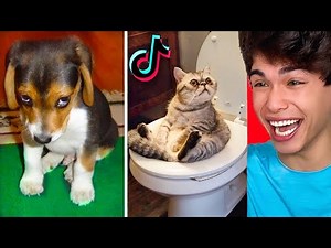 The CUTEST Animals on Tik Tok