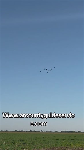 Dates available for Early Specklebelly Goose Season starting October 25. Www.arcountyguideservice.com | Arkansas County Duck Guide Service