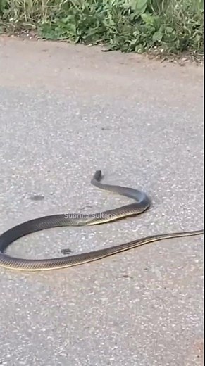 A Strange Incident with a Snake – Unbelievable Footage! #snakelovers #wildlifevideo