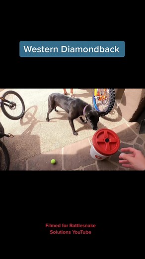 Snake training for dogs is a great idea. #snakerelocation #rattlesnake #reptile #snake #dog #pets #wildlife #nature #arizona #animals #puppy #home