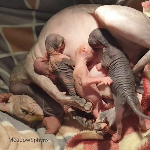 #throwback to our J litter from 2020 ❤️ newborn Jude The Nude and Javabean Stan fighting over one nipple 😅 #meadowsphynx #canadiansphynx #sphynxbreeder #sphynxbreederuk #catbreeder #breederwithapassion #hcmscanningcattery #sphynx #sphynxcat #hairlesscat #nakedcat #sphynxkitten #sphynxkittens #kittenlove #kittens #kittensoftiktok #catsoftiktok #cat #skinfant #nakid #lovemycat #lovesphynx #cutekittens #kittylove #kittenbirth #sphynxlove | Meadowsphynx Canadian Sphynx In Lincolnshire