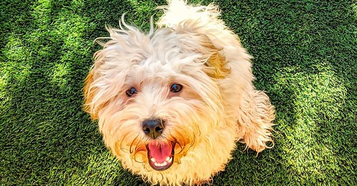 Havapoo vs. Cavapoo: How Are They Different?