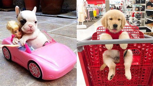 Baby Dogs - Cute and Funny Dog Videos Compilation