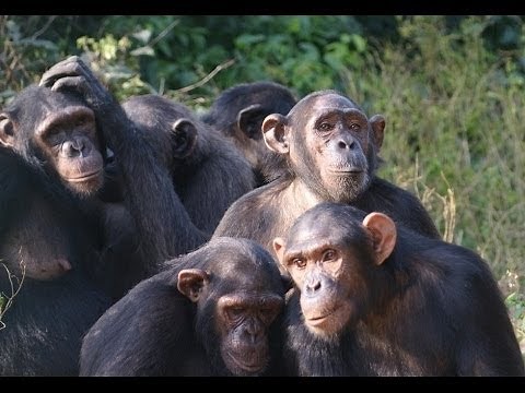 Among the Wild Chimpanzees National Geographic | Animal Planet Channel